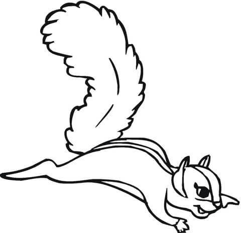 Flying Squirrel  Coloring Page